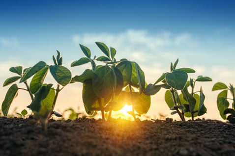 Phases of agricultural production